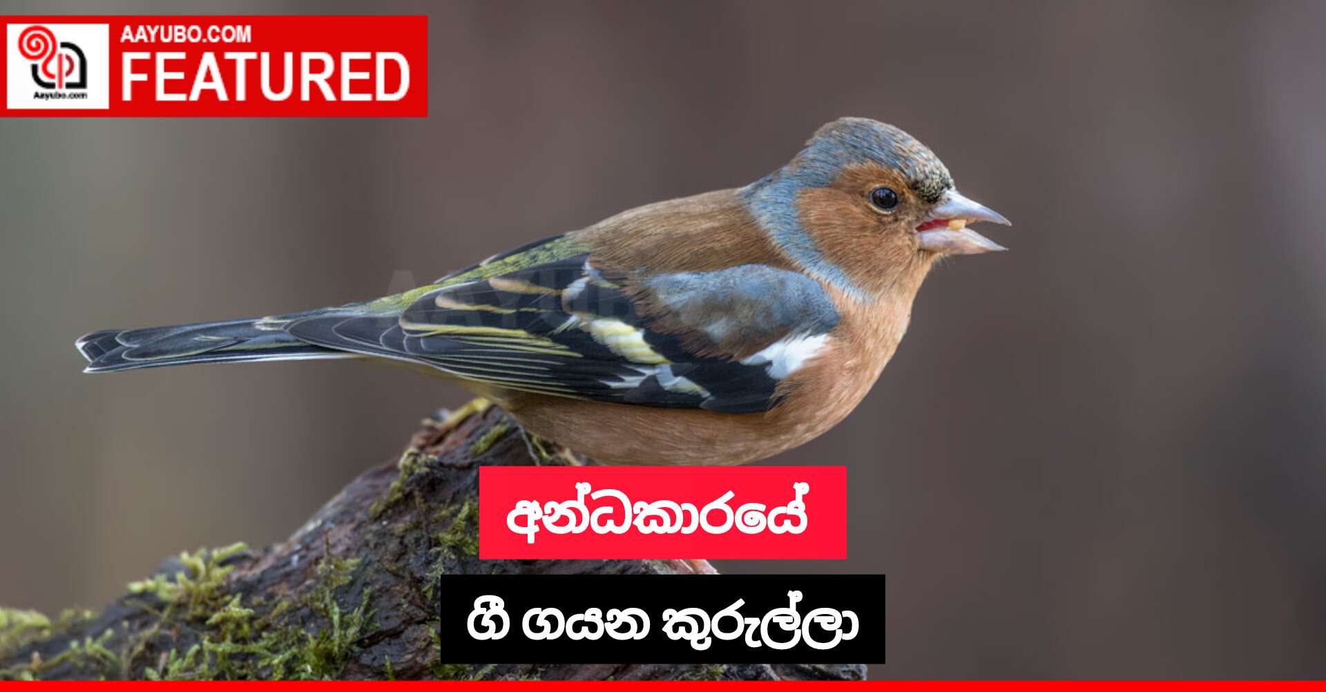 අන්ධකාරයේ ගී ගයන කුරුල්ලා