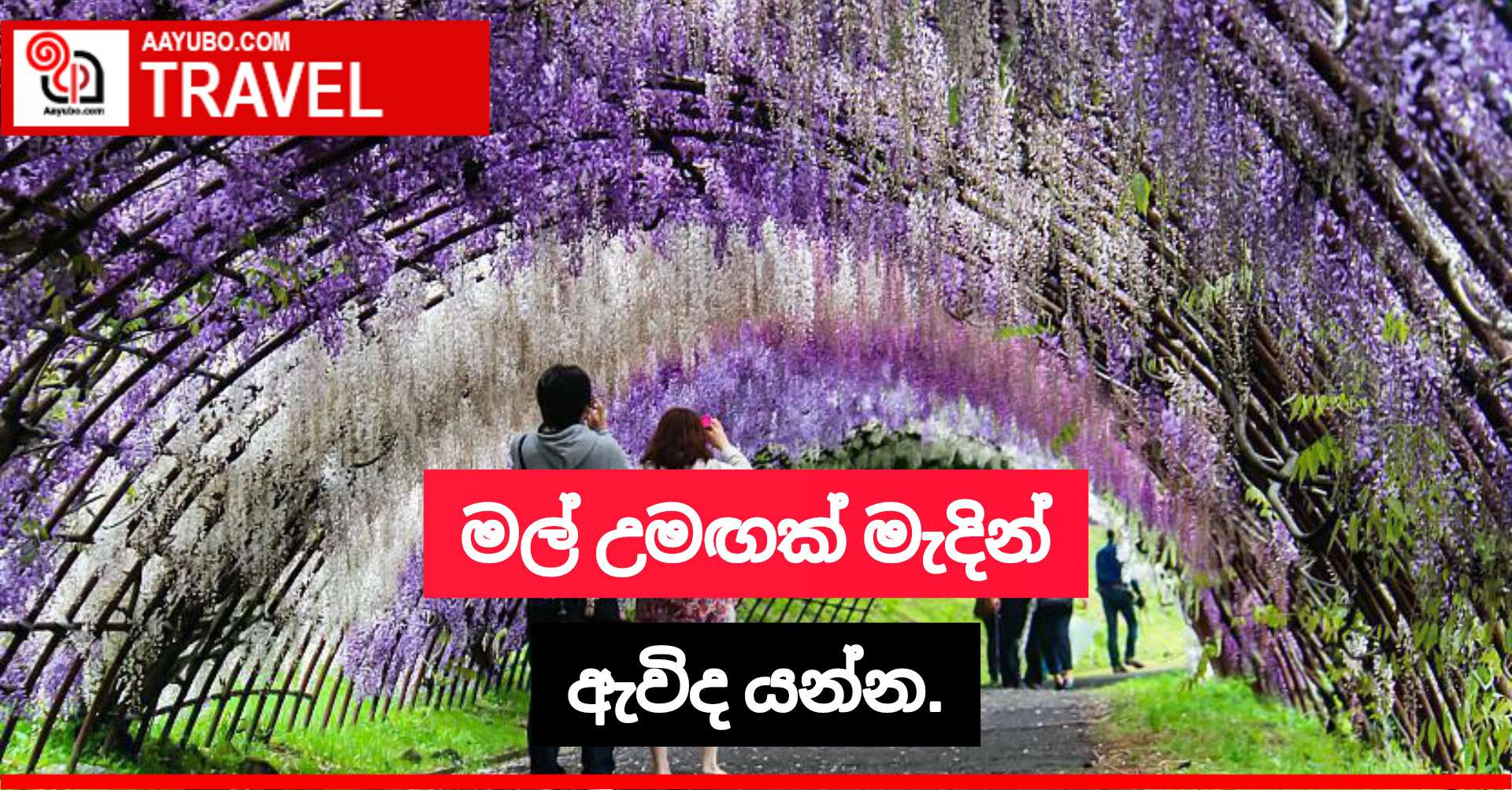 මල් උමඟක් මැදින් ඇවිද යන්න.