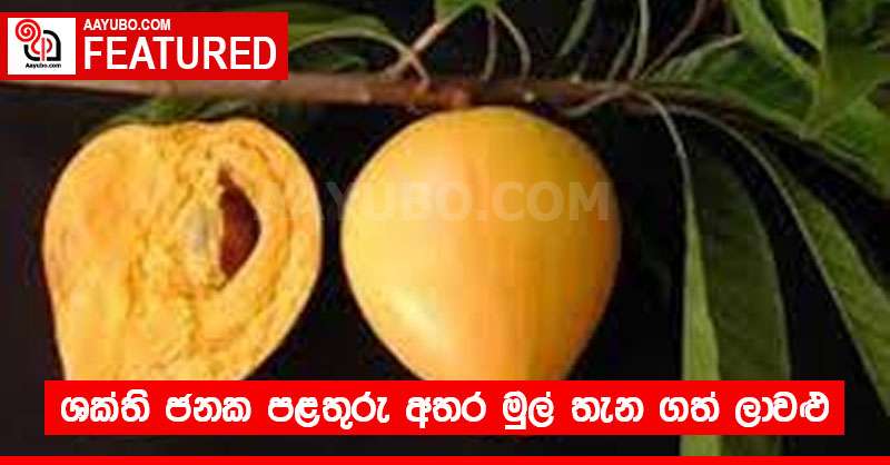 ශක්ති ජනක පළතුරු අතර මුල් තැන ගත් ලාවළු