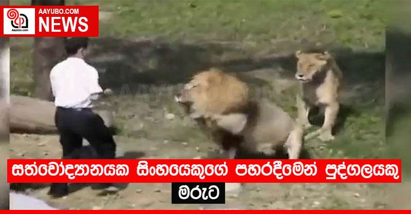 සත්වෝද්‍යානයක සිංහයෙකුගේ පහරදීමෙන් පුද්ගලයකු මරුට 
