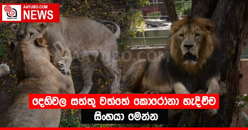 දෙහිවල සත්තු වත්තේ කොරෝනා හැදිච්ච සිංහයා මෙන්න (PHOTOS)