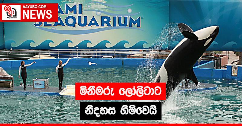 මිනීමරු ලෝලිටාට නිදහස හිමිවෙයි