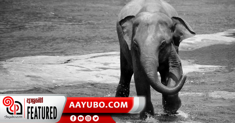 සාධාරණ ඉටු වූ තනි අලියා