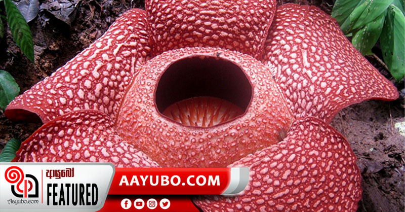 ලෝකයේ ලොකුම මල
