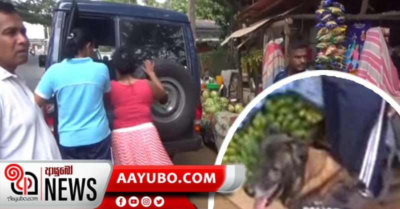 හීරෝස් සුනඛයා පළතුරු මාලාව අල්ලයි