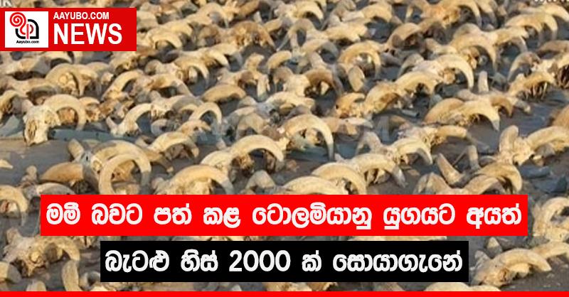 මමි බවට පත් කළ ටොලමියානු යුගයට අයත් බැටළු හිස් 2000 ක් සොයාගැනේ