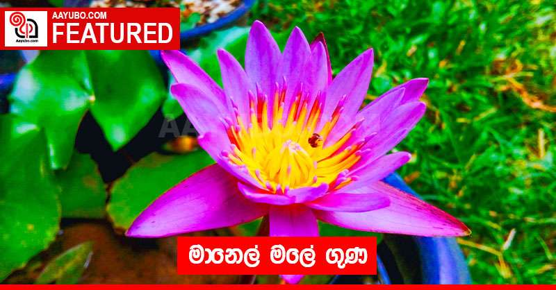 මානෙල් මලේ ගුණ 