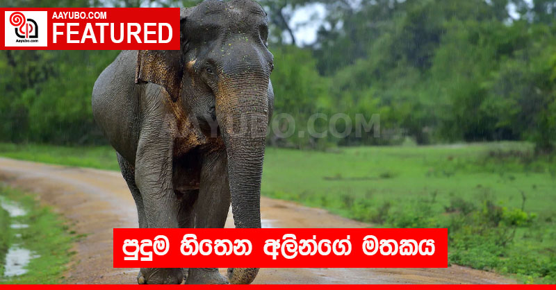 පුදුම හිතෙන අලින්ගේ මතකය