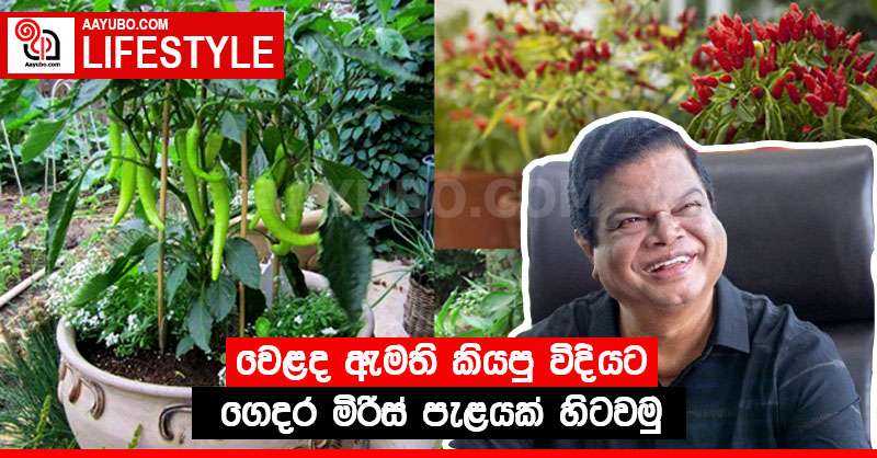 වෙළද ඇමති කියපු විදියට ගෙදර මිරිස් පැළයක් හිටවමු