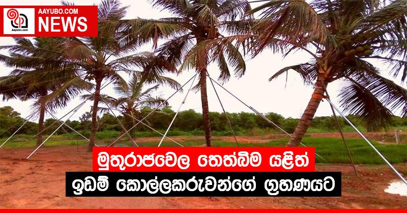 මුතුරාජවෙල තෙත්බිම යළිත් ඉඩම් කොල්ලකරුවන්ගේ ග්‍රහණයට