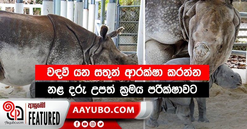 වඳවී යන සතුන් ආරක්ෂා කරන්න නළ දරු උපත් ක්‍රමය පරික්ෂාවට