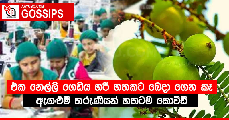 එක නෙල්ලි ගෙඩිය හරි හතකට බෙදා ගෙන කෑ ඇගළුම් තරුණියන් හතටම කොවිඩ්