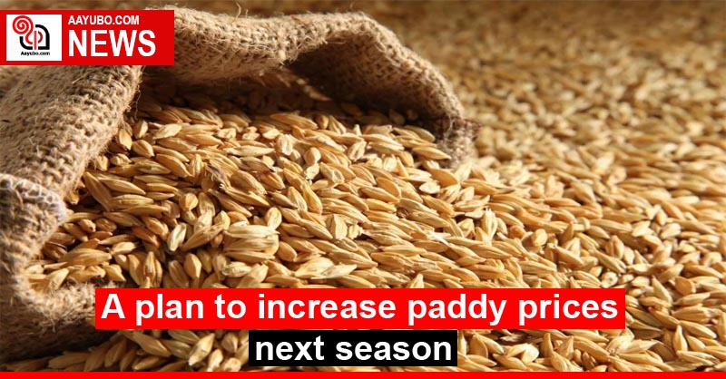 A plan to increase paddy prices next season
