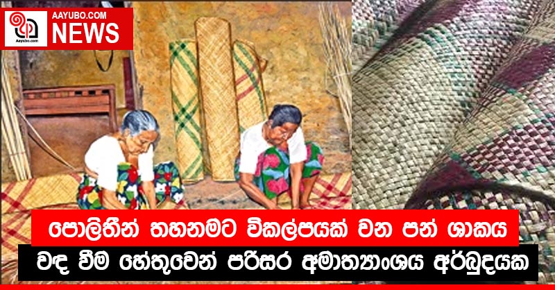 පොලිතීන් තහනමට විකල්පයක් වන පන් ශාකය වඳ වීම හේතුවෙන් පරිසර අමාත්‍යාංශය අර්බුදයක