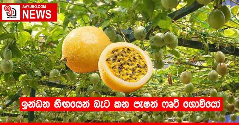 ඉන්ධන හිඟයෙන් බැට කන පැෂන් ෆෘට් ගොවියෝ