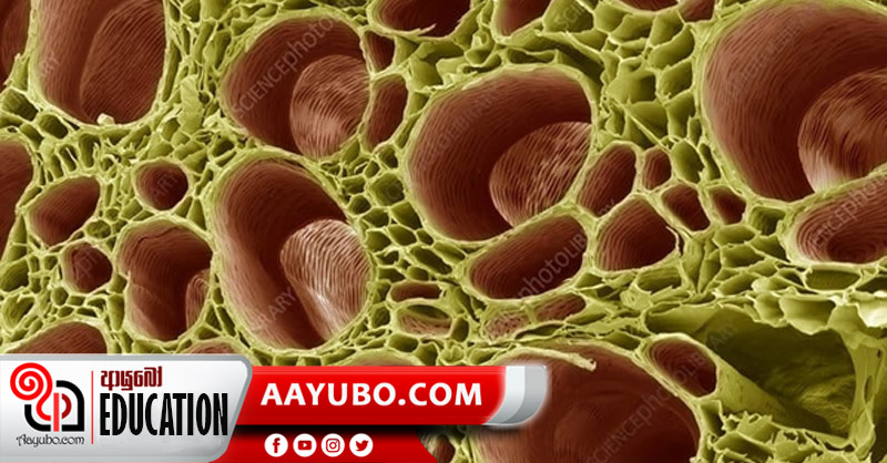 11 ශ්‍රේණිය විද්‍යාව : සංකීර්ණ ස්ථිර පටක 