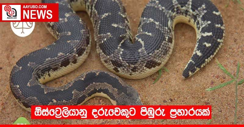 ඕස්ට්‍රේලියානු දරුවෙකුට පිඹුරු ප්‍රහාරයක්