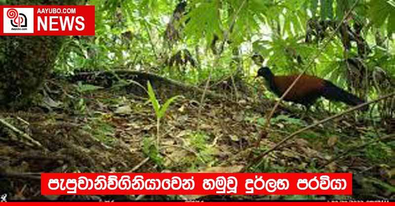 පැපුවානිව්ගිනියාවෙන් හමුවූ දුර්ලභ පරවියා