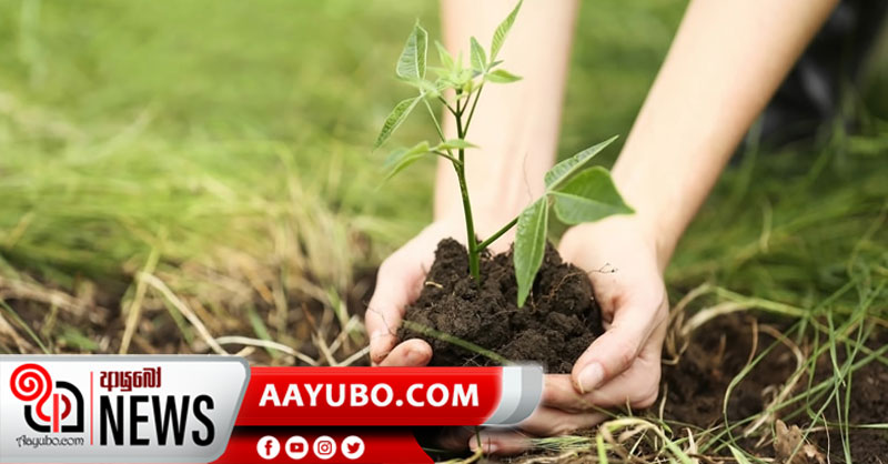 පැළ සිටුවීමේ නැකත අද