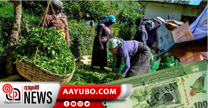රුපියල් 1000/= වතු කම්කරු දෛනික වැටුප, වැටුප් පාලක සභාව අනුමත කරයි