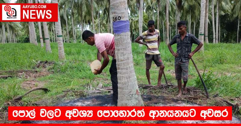 පොල් වලට අවශ්‍ය පොහොරත් ආනයනයට අවසර