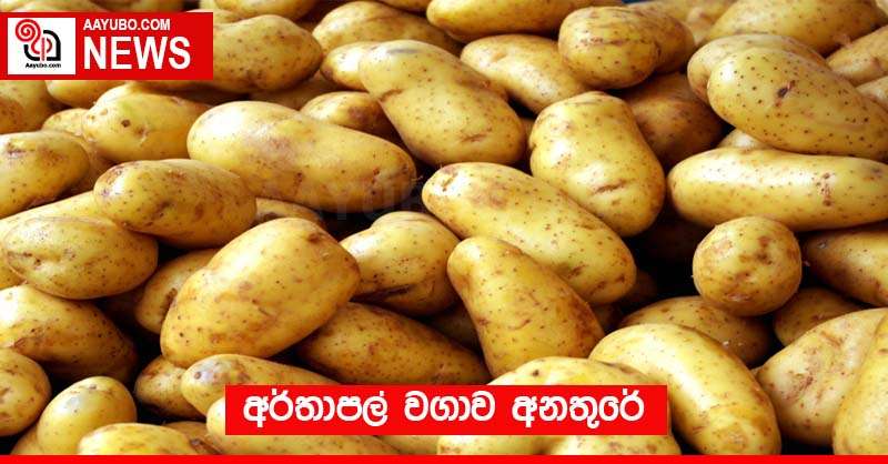 අර්තාපල් වගාව අනතුරේ