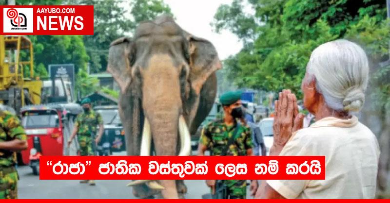 "රාජා" ජාතික වස්තුවක් ලෙස නම් කරයි