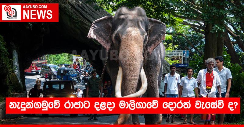 නැදුන්ගමුවේ රාජාට දළදා මාලිගාවේ දොරත් වැසේවි ද?