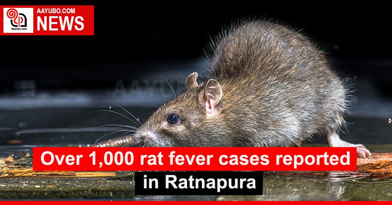 Over 1,000 rat fever cases reported in Ratnapura