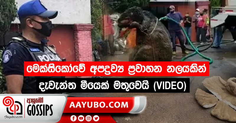 මෙක්සිකෝවේ අපද්‍රව්‍ය ප්‍රවාහන නලයකින් දැවැන්ත මීයෙක් මතුවෙයි