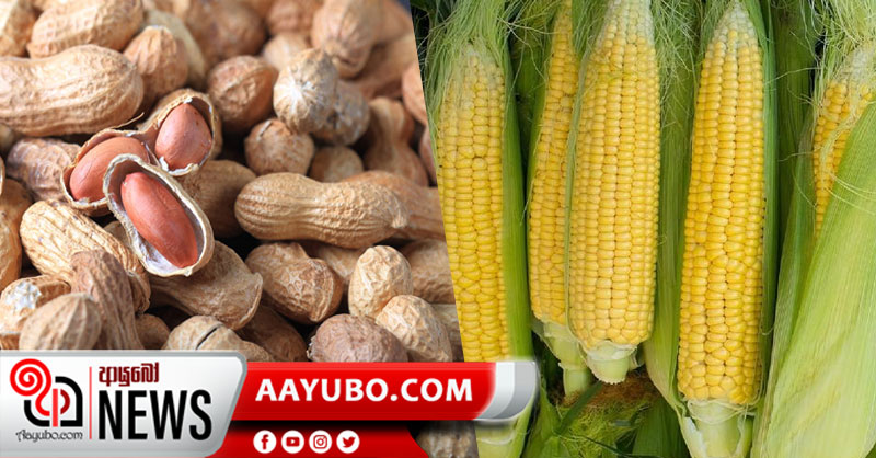 බඩ ඉරිඟු හා රට කජු ආනයනය නවත්වයි