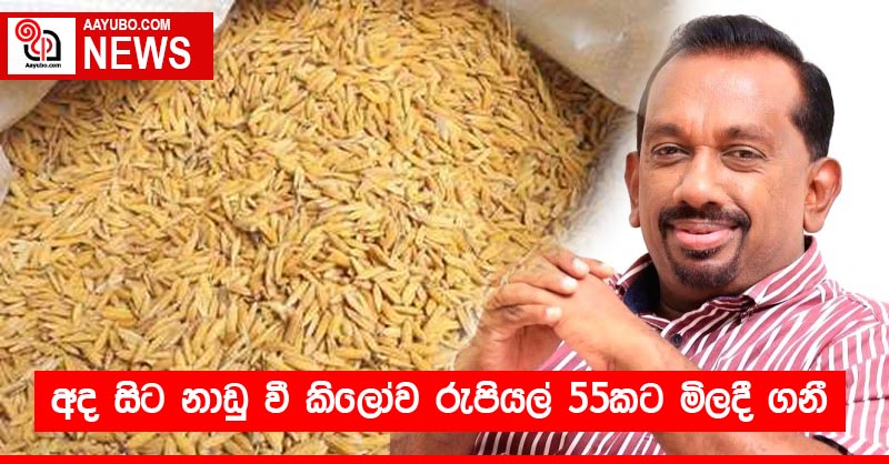 අද සිට නාඩු වී කිලෝව රුපියල් 55කට මිලදී ගනී