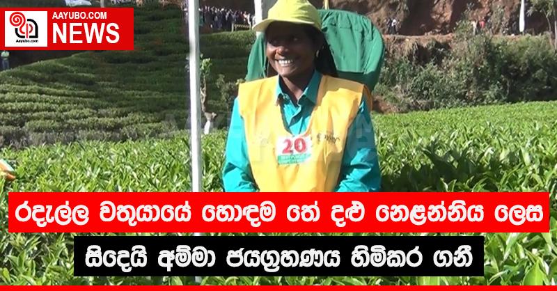 රදැල්ල වතු යායේ හොඳම තේ දළු නෙළන්නිය ලෙස සිදෙයි අම්මා ජයග්‍රහණය කරයි