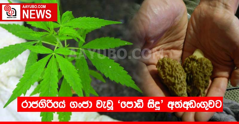 රාජගිරියේ ගංජා වැවූ 'පොඩි සිදූ' අත්අඩංගුවට