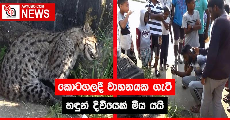 කොටගලදී වාහනයක ගැටී හඳුන් දිවියෙක් මිය යයි
