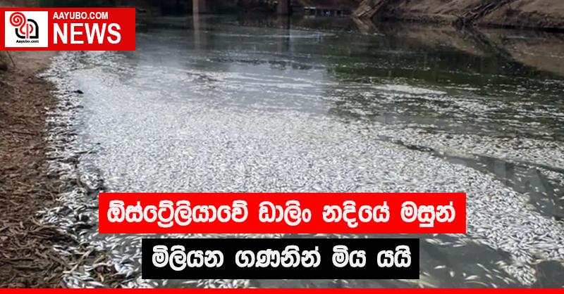ඕස්ට්‍රේලියාවේ ඩාලිං නදියේ මසුන් මිලියන ගණනින් මිය යයි