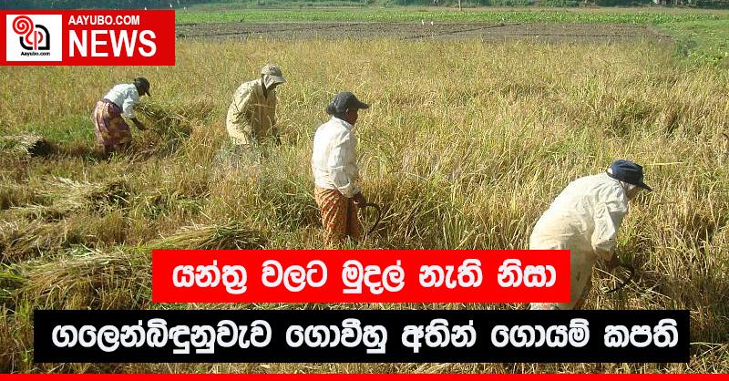 යන්ත්‍ර වලට මුදල් නැති නිසා ගලෙන්බිඳුනුවැව ගොවීහු අතින් ගොයම් කපති