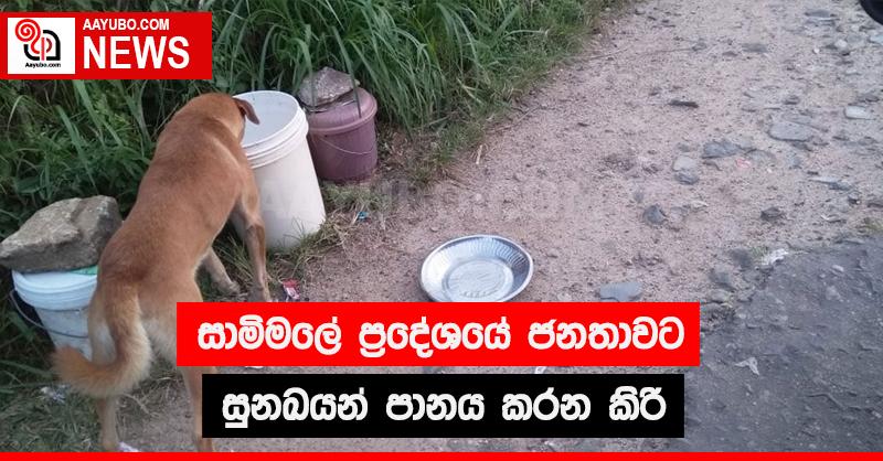 සාමිමලේ ප්‍රදේශයේ ජනතාවට සුනඛයන්  පානය කරන කිරි