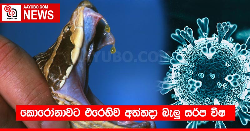 කොරෝනාවට එරෙහිව අත්හදා බැලූ සර්ප විෂ
