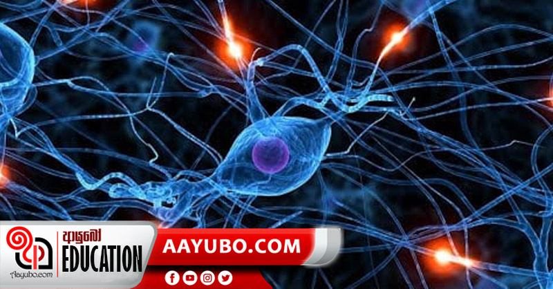 11 ශ්‍රේණිය විද්‍යාව : සම්බන්ධක පටක ස්නායු පටක 