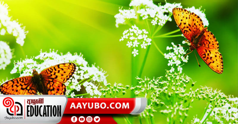 6 ශ්‍රේණිය- විද්‍යාව ජීවීන්ගේ ලක්ෂණ