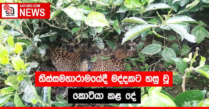 තිස්සමහාරාමයේදී මද්දකට හසු වූ කොටියා කළ දේ