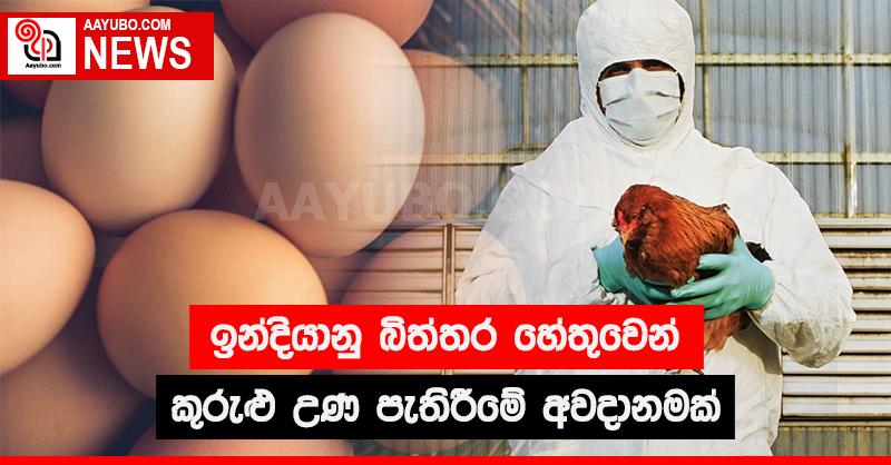 ඉන්දියානු බිත්තර හේතුවෙන් කුරුළු උණ පැතිර යාමේ අවදානමක්