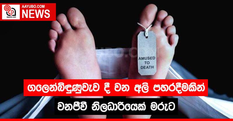 ගලෙන්බිඳුණුවැව දී වන අලි පහරදීමකින් වනජීවී නිලධාරියෙක් මරුට