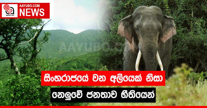සිංහරාජයේ වන අලියෙක් නිසා නෙලුවේ ජනතාව භීතියෙන්