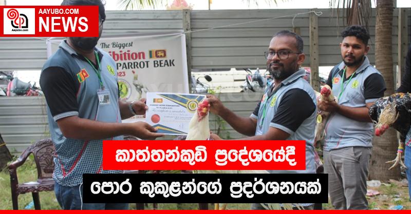 කාත්තන්කුඩියේදී පොර කුකුළන්ගේ ප්‍රදර්ශනයක්