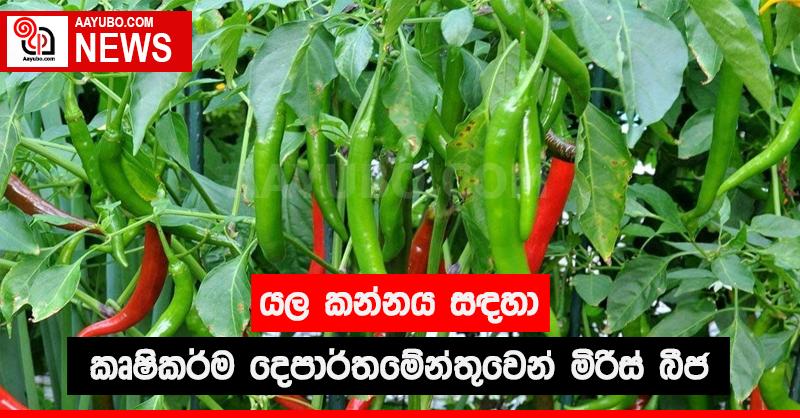 යල කන්නය සඳහා කෘෂිකර්ම දෙපාර්තමේන්තුවෙන් මිරිස් බීජ