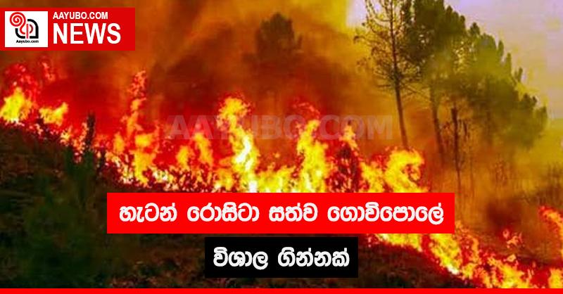 හැටන් රොසිටා සත්ව ගොවිපොලේ විශාල ගින්නක්