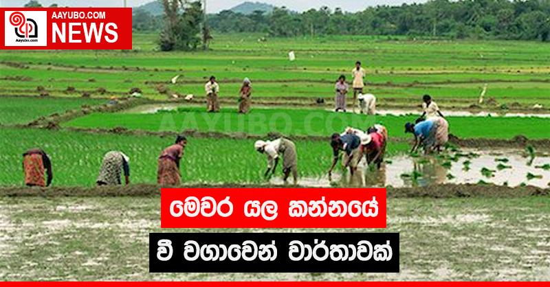 මෙවර යල කන්නයේ වී වගාවෙන් වාර්තාවක්