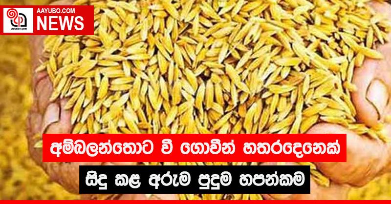 අම්බලන්තොට වී ගොවීන් හතරදෙනෙක් සිදු කළ අරුම පුදුම හපන්කම